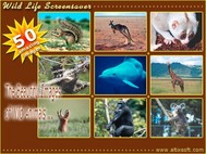 Wild Life Screensaver screenshot